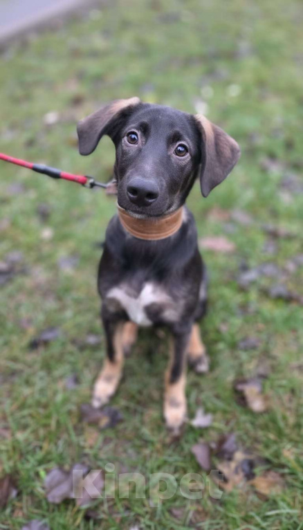 Собаки в Москве: Щенок Парсифаль ищет Вас для большой дружбы! Мальчик, Бесплатно - фото 1