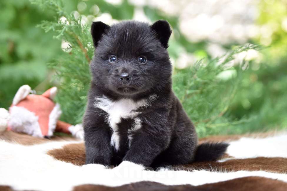 Собаки в Москве: Ненецкая оленегонная лайка, сука Ени-Кижи. Девочка, 60 000 руб. - фото 5