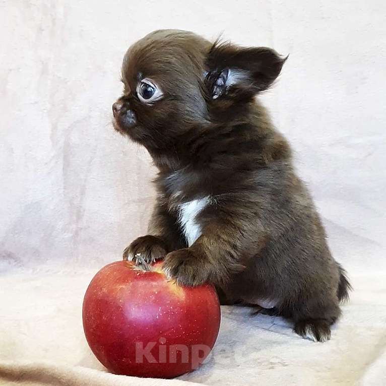 Собаки в Зеленограде: Чихуахуа красивая девочка Девочка, 70 000 руб. - фото 4