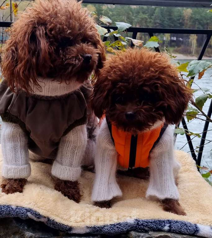 Собаки в Новосибирске:  теди тикап девочка от китайской пары  Девочка, 120 000 руб. - фото 5