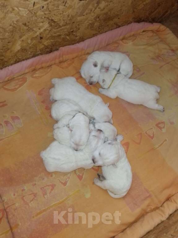 Собаки в Перми: Очаровательные малыши вестики Девочка, 65 000 руб. - фото 4