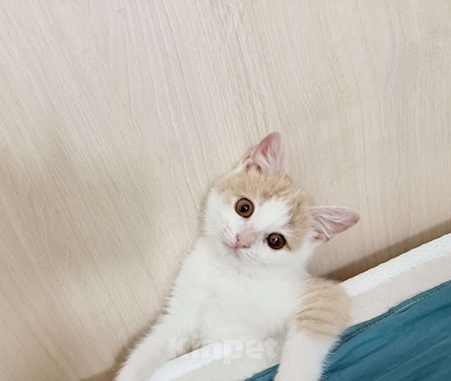 Кошки в Казани: Отдам в добрые руки котеночка  Девочка, Бесплатно - фото 1