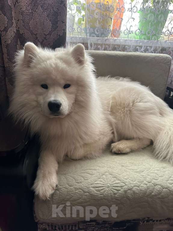 Собаки в Мур: Продажа щенков Разнополые, 25 000 руб. - фото 5