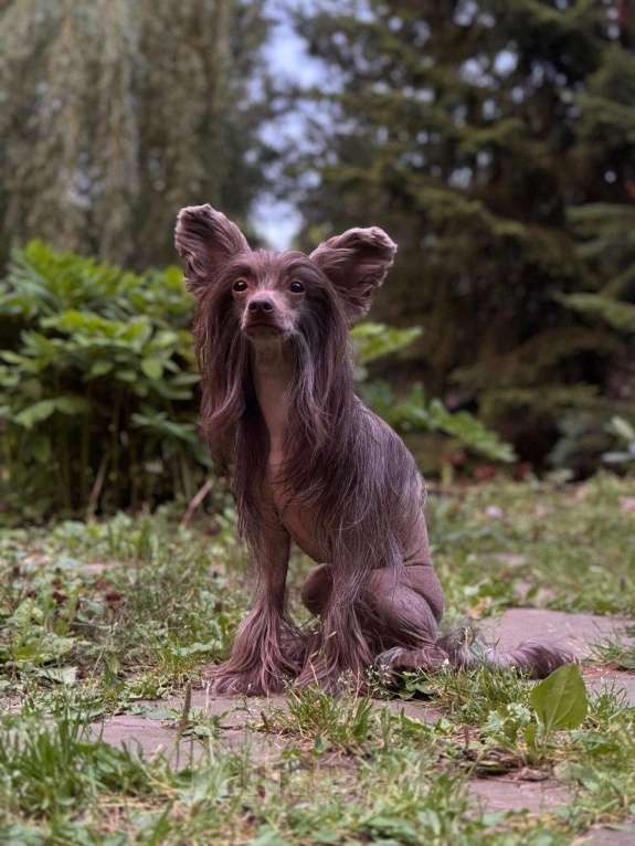 Собаки в Екатеринбурге: Мальчик горький шоколад Мальчик, Бесплатно - фото 1