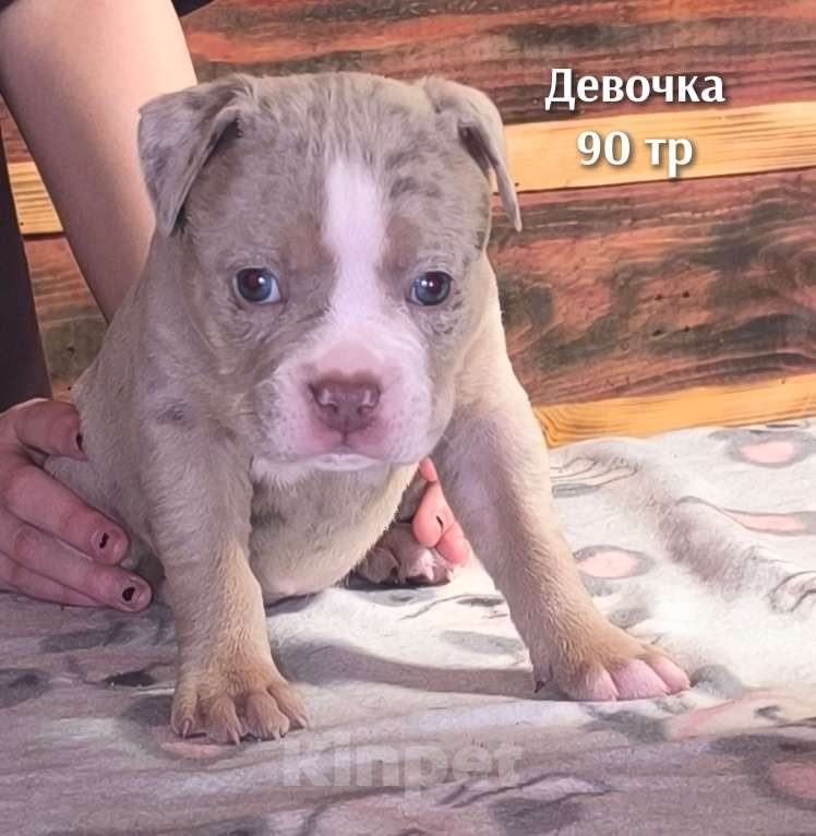 Собаки в Черногорске: Девочка Девочка, 90 000 руб. - фото 1