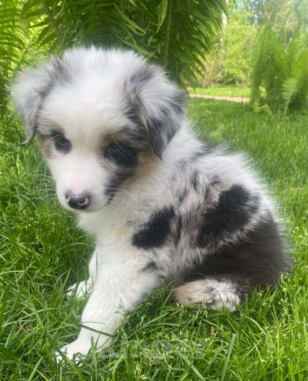 Собаки в Новокузнецке: Аусси Мальчик, 60 000 руб. - фото 3