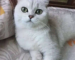 Кошки в Брянске: Кот на вязку , 1 000 руб. - фото 2