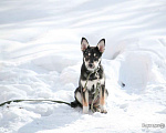 Собаки в Хабаровске: Щенок девочка Девочка, 1 руб. - фото 1