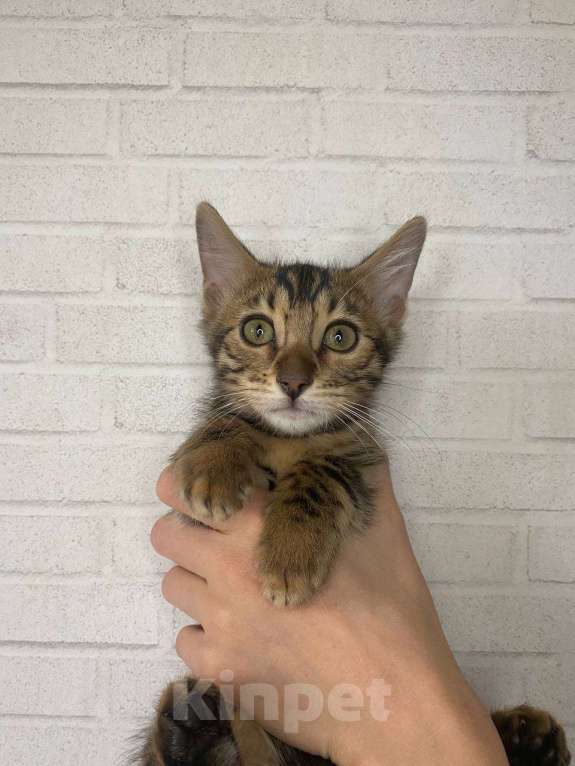 Кошки в Лобне: Бенгальская девочка  Девочка, 25 000 руб. - фото 3