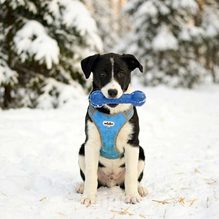 Собаки в Москве: щенок Норд в добрые руки Мальчик, Бесплатно - фото 3
