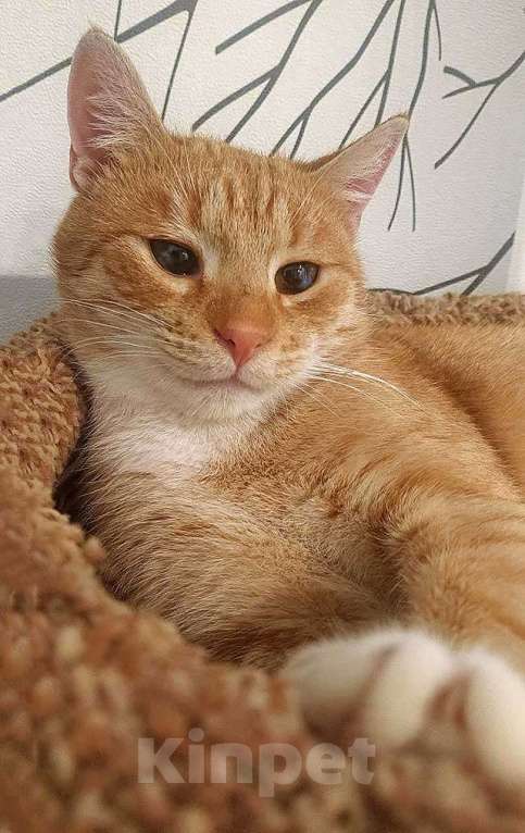 Кошки в Санкт-Петербурге: Котик-подросток Василий ищет дом  Мальчик, 10 руб. - фото 4