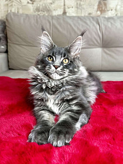 Мальчик голубой мрамор на серебре