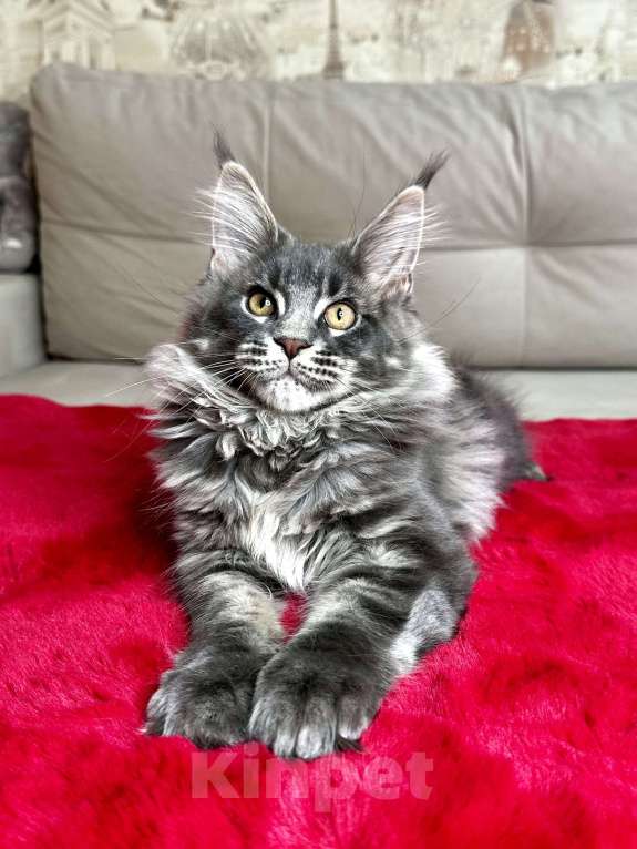 Кошки в Москве: Мальчик голубой мрамор на серебре Мальчик, 60 000 руб. - фото 1