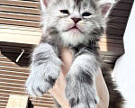 Кошки в Санкт-Петербурге: Котенок Мейн Кун  Девочка, 60 000 руб. - фото 2