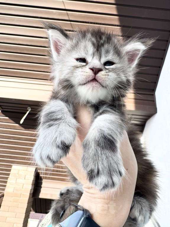 Кошки в Санкт-Петербурге: Котенок Мейн Кун  Девочка, 60 000 руб. - фото 2