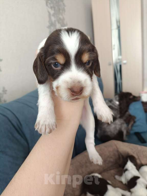 Собаки в других городах Новосибирской области: Мальчик 4 Мальчик, 10 000 руб. - фото 1