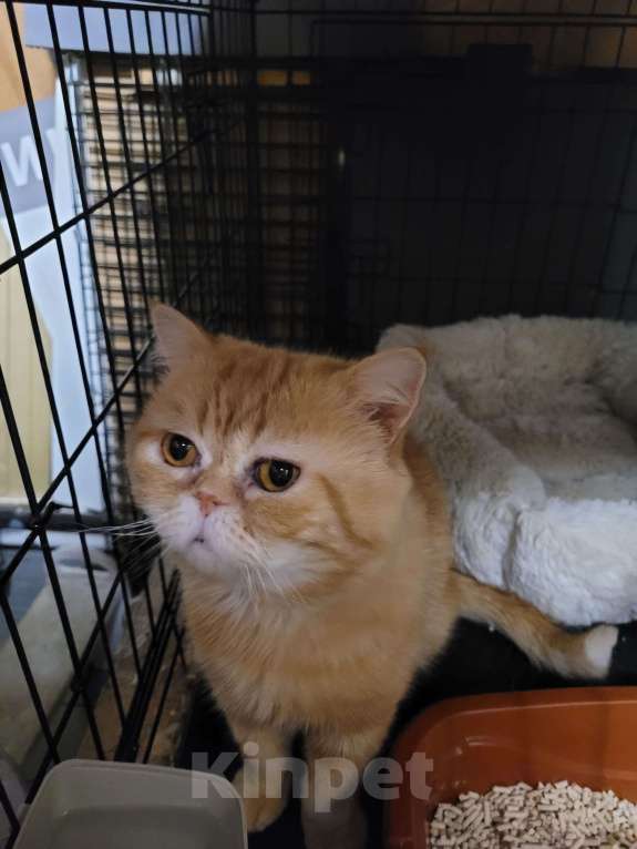 Кошки в Москве: Жан Клод ван кот ищет дом Мальчик, Бесплатно - фото 7