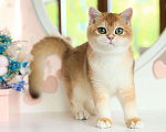 Кошки в Владивостоке: Британский котёнок. Шиншилла Мальчик, 80 000 руб. - фото 2