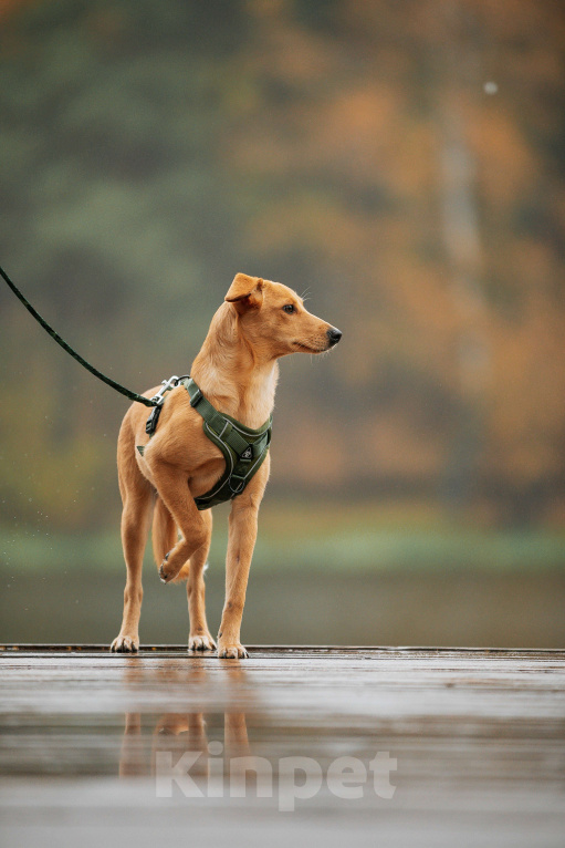 Собаки в Москве: Щенок с золотыми ушками Девочка, Бесплатно - фото 6