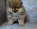 Собаки в Костроме: Малый шпиц Мальчик, 30 000 руб. - фото 3