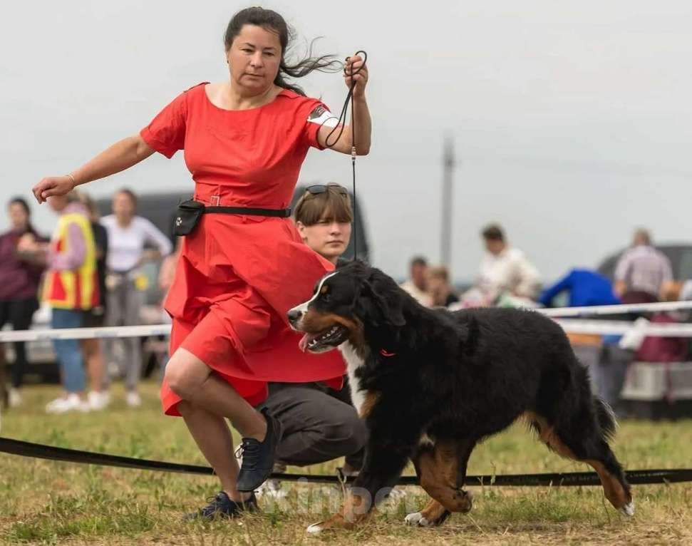 Собаки в Наро-Фоминске: Малыши бернского зенненхунда Помет "G" Мальчик, Бесплатно - фото 6