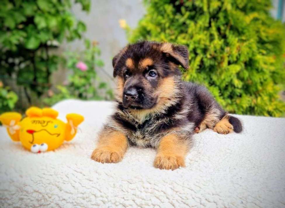 Собаки в Санкт-Петербурге: Щенок немецкой овчарки Мальчик, 65 000 руб. - фото 2