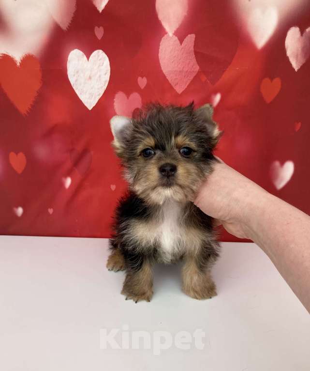 Собаки в Москве: Мраморный йорк мальчик стандарт игривый Мальчик, 50 000 руб. - фото 6