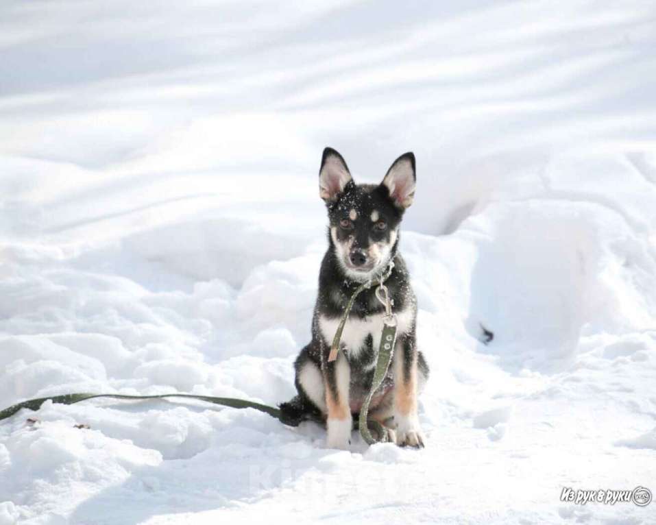 Собаки в Хабаровске: Щенок девочка Девочка, 1 руб. - фото 1