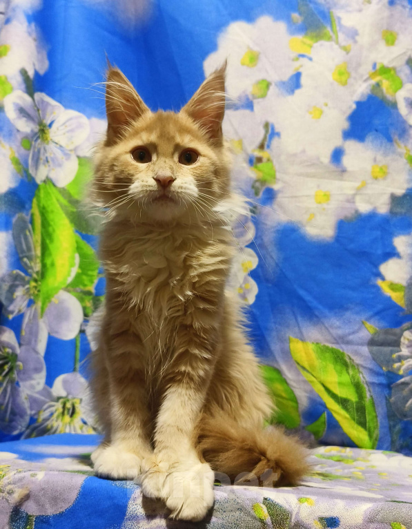 Кошки в Москве: Мейн-Кун полидакт. Девочка Девочка, 90 000 руб. - фото 2