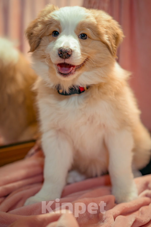 Собаки в Калининграде: Бордер-колли щенок Девочка, 90 000 руб. - фото 6