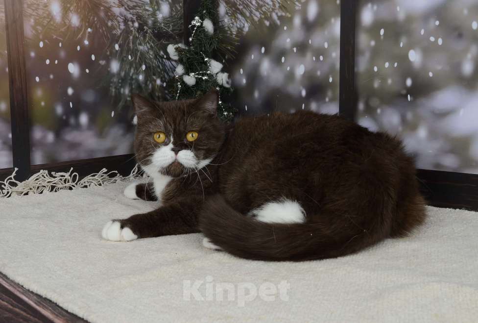 Кошки в Санкт-Петербурге: Британская кошечка шоколадный биколор Девочка, 33 000 руб. - фото 7