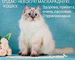 Кошки в Москве: Ласковая кошка Калинка Девочка, 1 000 руб. - фото 1