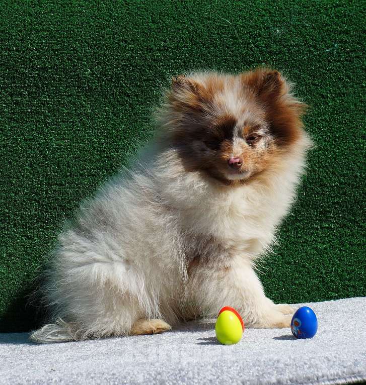 Собаки в Санкт-Петербурге: Шпиц  Мальчик, 15 000 руб. - фото 5