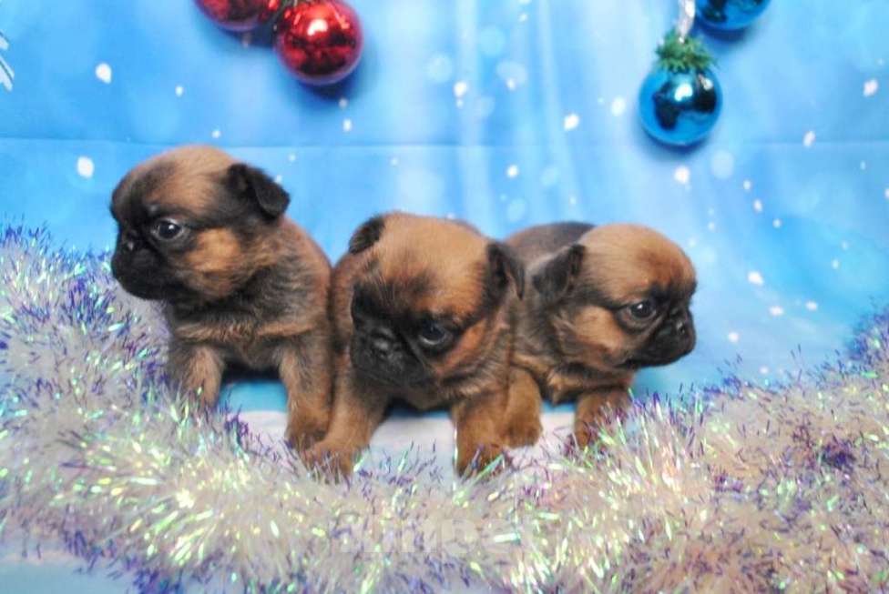 Собаки в Москве: Пти-брабансоны мальчик и девочка Мальчик, 45 000 руб. - фото 1