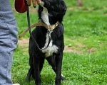 Собаки в Подольске: Очаровательный щенок-подросток Мила ждёт своего человека! Девочка, Бесплатно - фото 8