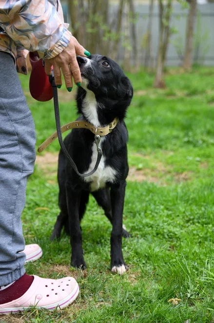 Собаки в Подольске: Очаровательный щенок-подросток Мила ждёт своего человека! Девочка, Бесплатно - фото 8