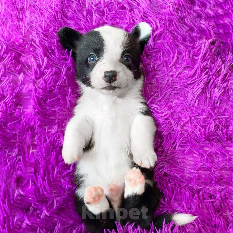 Собаки в Москве: Щенки вельш-корги кардиган Девочка, Бесплатно - фото 4