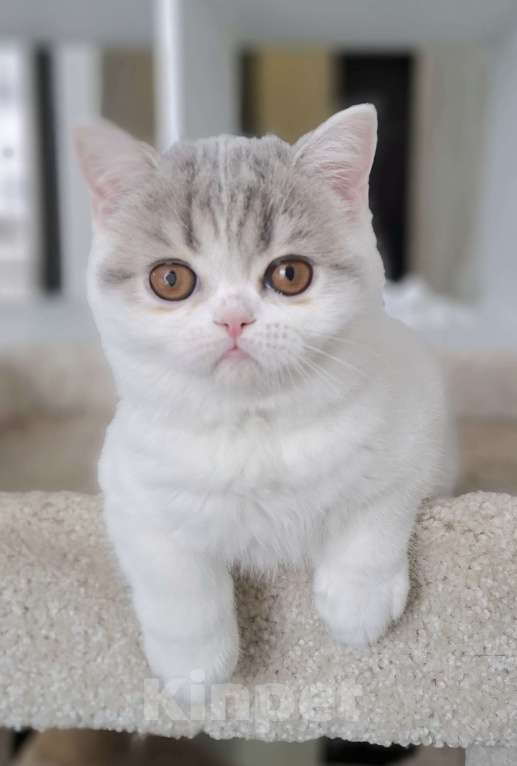 Кошки в Ярославле: Шотландская короткошерстная девочка Девочка, 30 000 руб. - фото 4