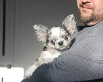 Собаки в Саратове: Мальчик чихуахуа Мальчик, 50 000 руб. - фото 2