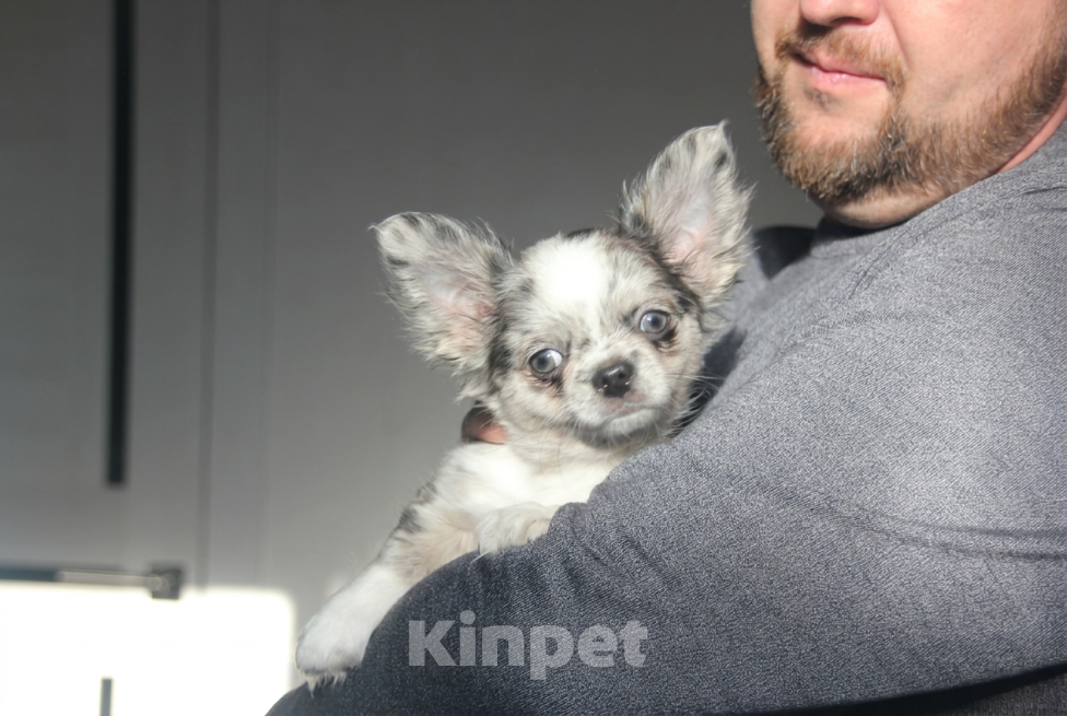 Собаки в Саратове: Мальчик чихуахуа Мальчик, 50 000 руб. - фото 2