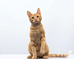 Кошки в Москве: котик Рэмбо в добрые руки Мальчик, Бесплатно - фото 4