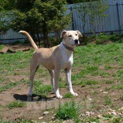 Собаки в Москве: Герань Девочка, Бесплатно - фото 2