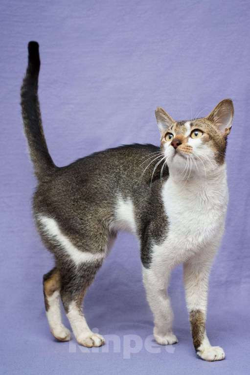 Кошки в Москве: Когда порода рушит жизни  Мальчик, Бесплатно - фото 2