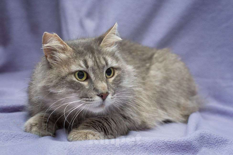 Кошки в Москве: Пушистая кошечка в добрые руки Девочка, Бесплатно - фото 4