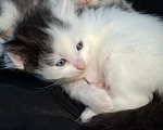 Кошки в Санкт-Петербурге: котята. коты и кошечки. есть пушистые. Разнополые, Бесплатно - фото 6