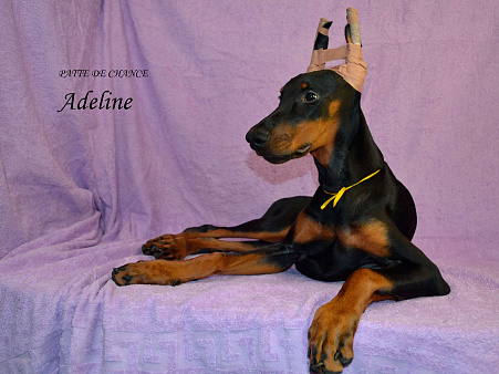 Щенок добермана Аделин