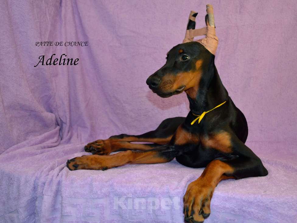 Собаки в Санкт-Петербурге: Щенок добермана Аделин Девочка, 60 000 руб. - фото 1