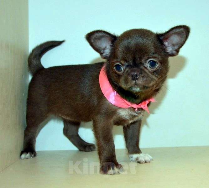 Собаки в Санкт-Петербурге: Шоколадная эксклюзивная девочка. Девочка, 60 000 руб. - фото 4