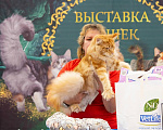 Кошки в Ижевске: Ласковые гиганты Мальчик, Бесплатно - фото 2