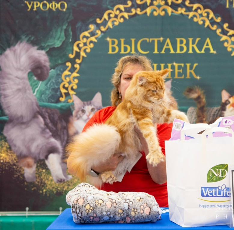 Кошки в Ижевске: Ласковые гиганты Мальчик, Бесплатно - фото 2